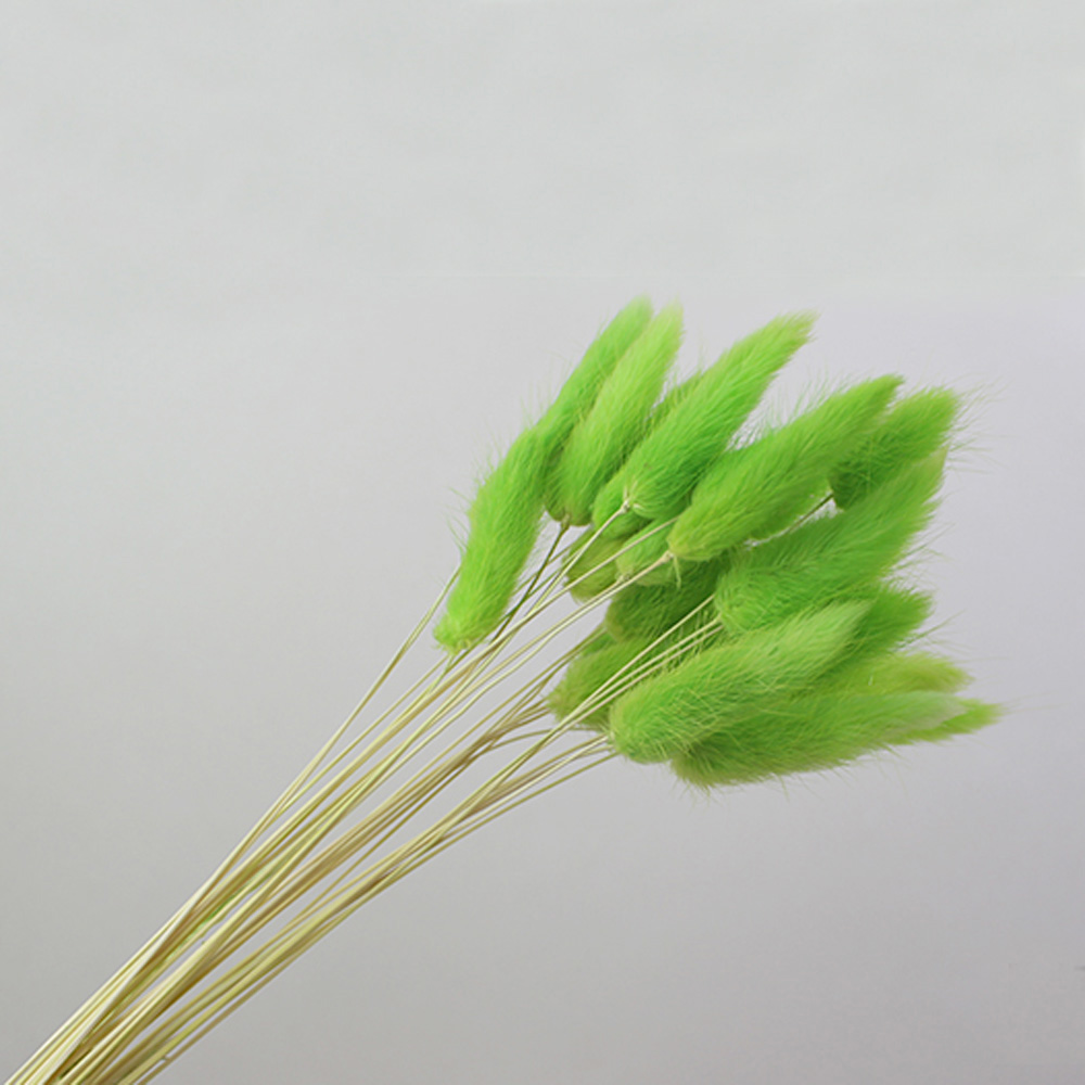 50pcs dried natural flower bou - Dried Flower Bunch ulasan dan harga