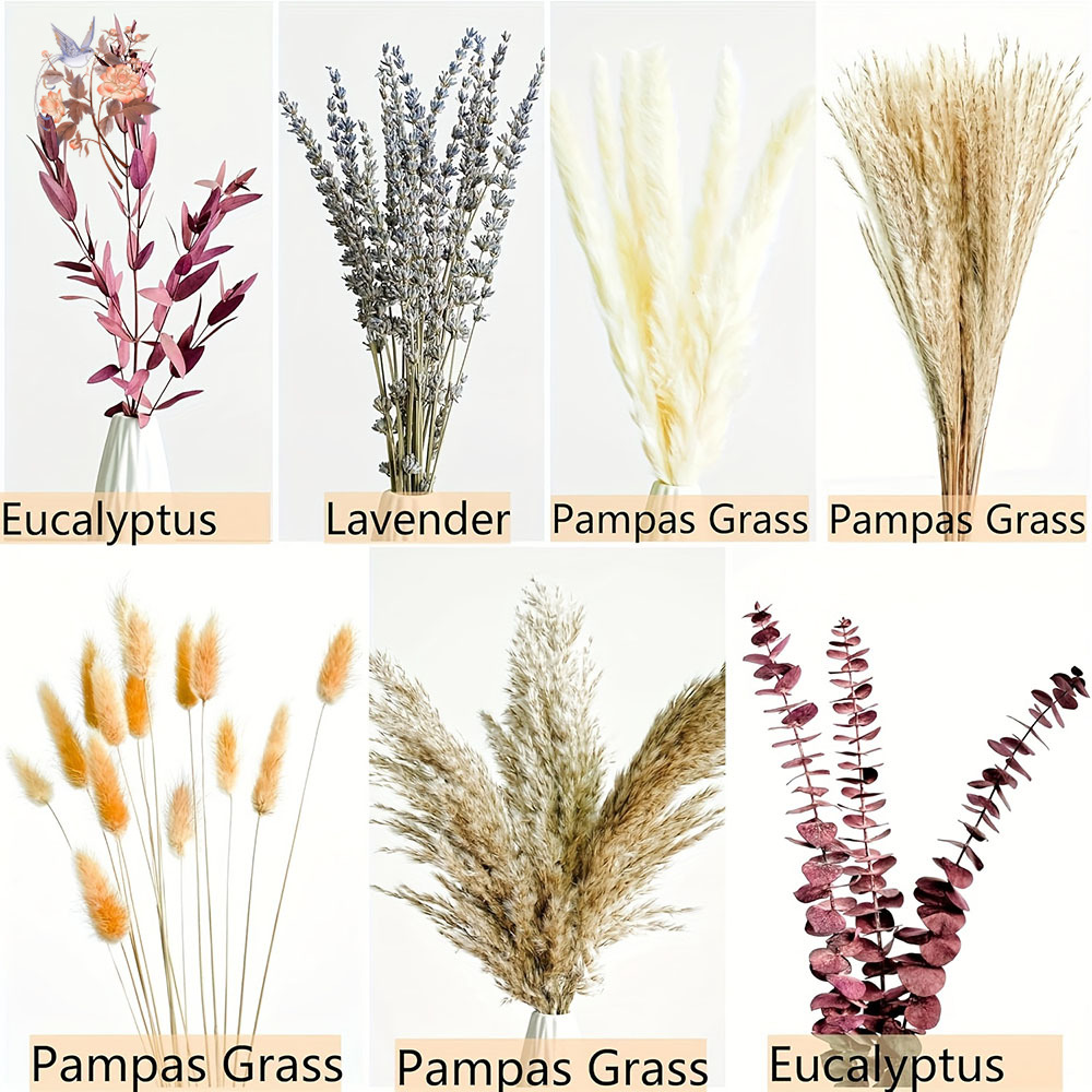 75PCS Dried Pampas Eucalyptus  - Dried Flower Bunch ulasan dan harga