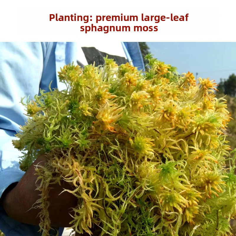 Grade A Dried Sphagnum Moss, N - Preserved Moss Sheet ulasan dan harga