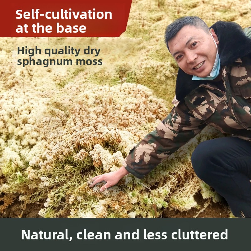 Grade A Dried Sphagnum Moss, N - Preserved Moss Sheet ulasan dan harga