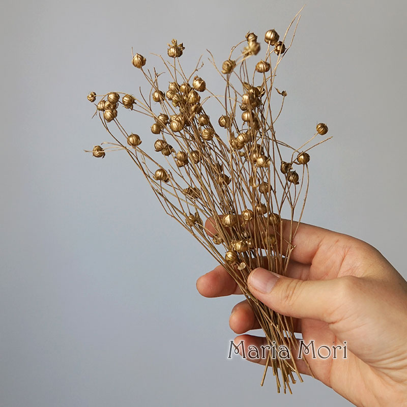 5g/Preserved Flax Bean Natural - Dried Flower Bunch ulasan dan harga