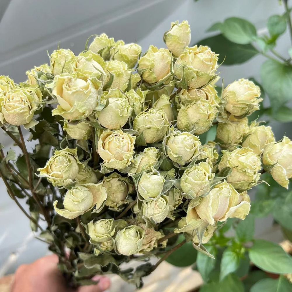 Real Preserved Roses Dried Flo - Dried Flower Bunch ulasan dan harga