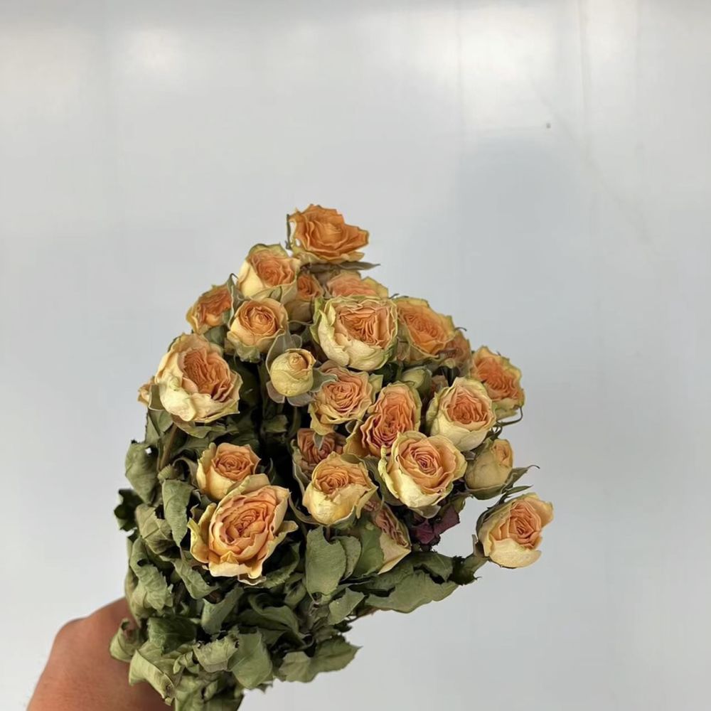 Real Preserved Roses Dried Flo - Dried Flower Bunch ulasan dan harga