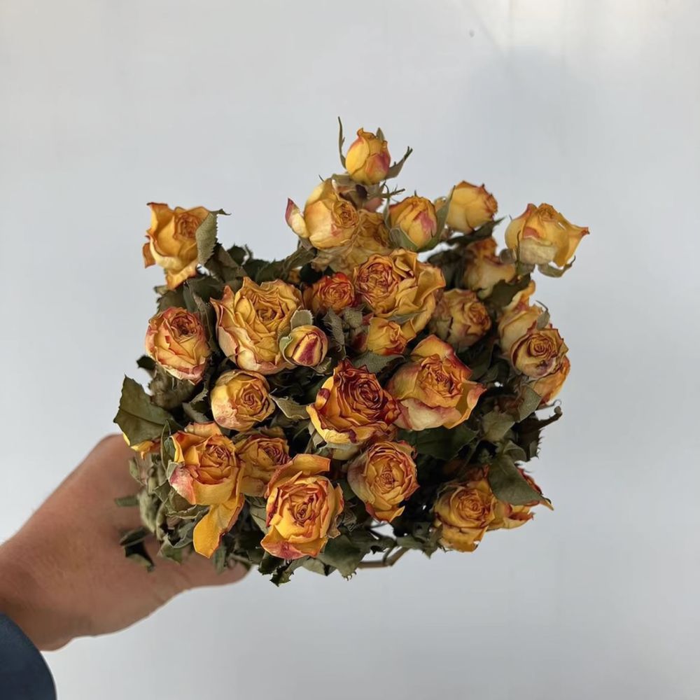 Real Preserved Roses Dried Flo - Dried Flower Bunch ulasan dan harga