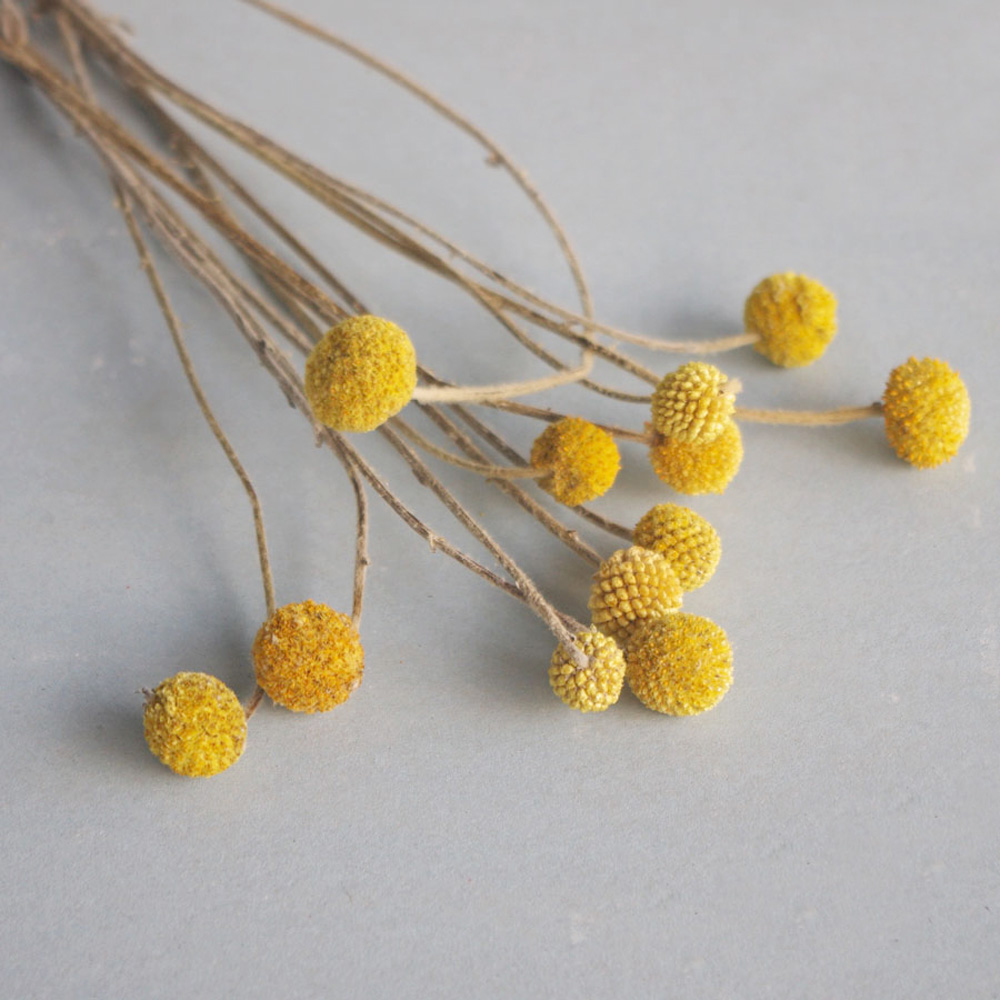 20pcs Natural dried Craspedia  - Dried Flower Bunch ulasan dan harga