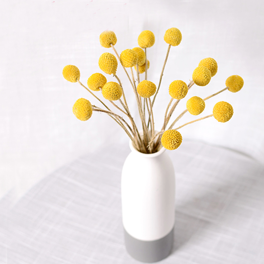 20pcs Natural dried Craspedia  - Dried Flower Bunch ulasan dan harga