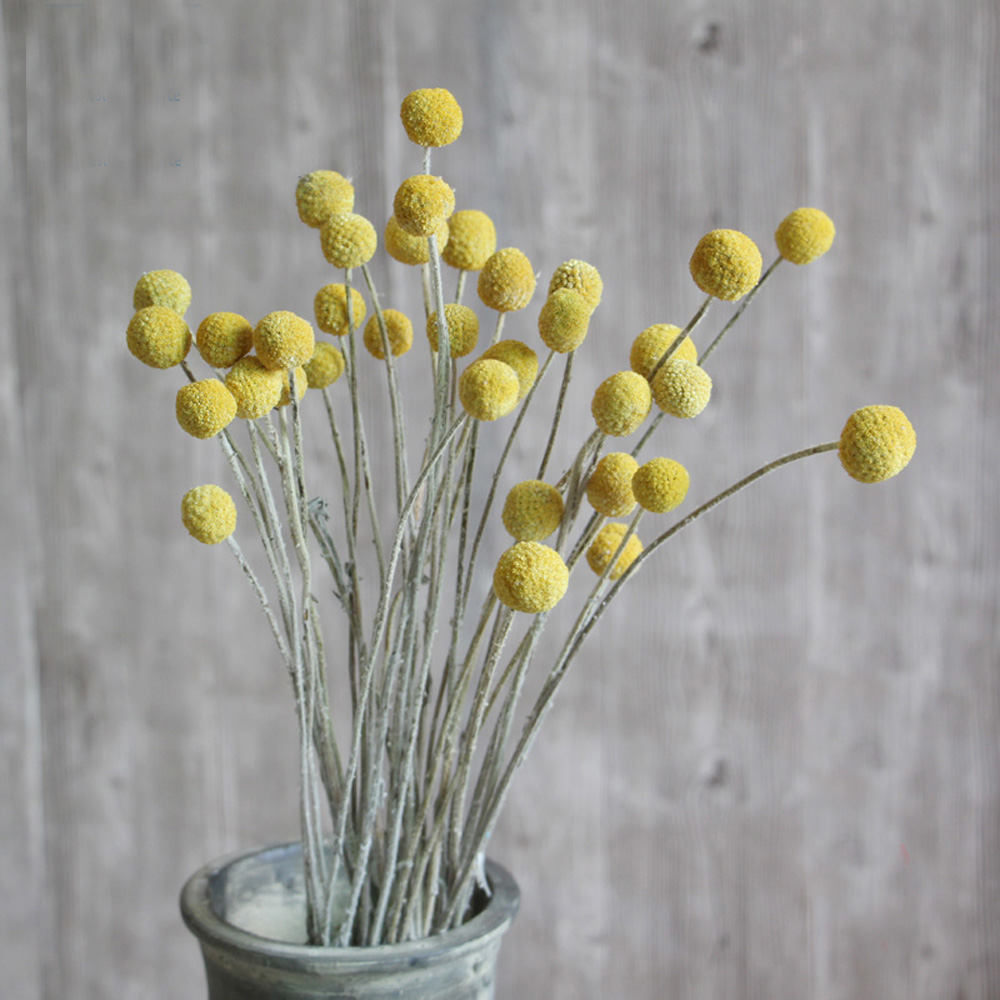 20pcs Natural dried Craspedia  - Dried Flower Bunch ulasan dan harga