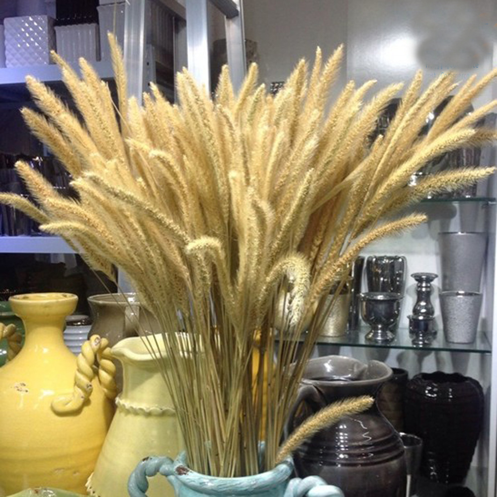 200pcs natural dried Lagurus o - Dried Flower Bunch ulasan dan harga