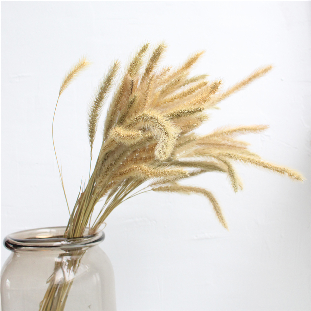 200pcs natural dried Lagurus o - Dried Flower Bunch ulasan dan harga