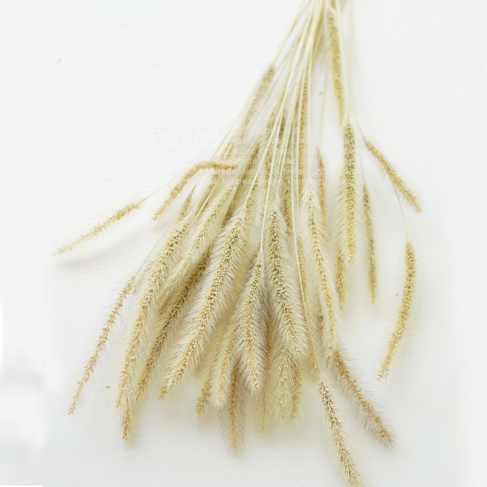 200pcs natural dried Lagurus o - Dried Flower Bunch ulasan dan harga