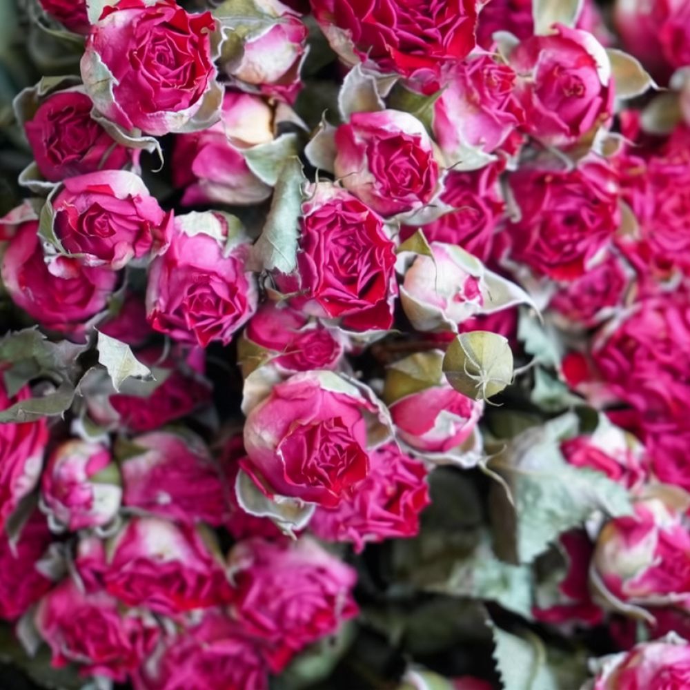 Natural Dried Bubble Rose Flow - Dried Flower Bunch ulasan dan harga