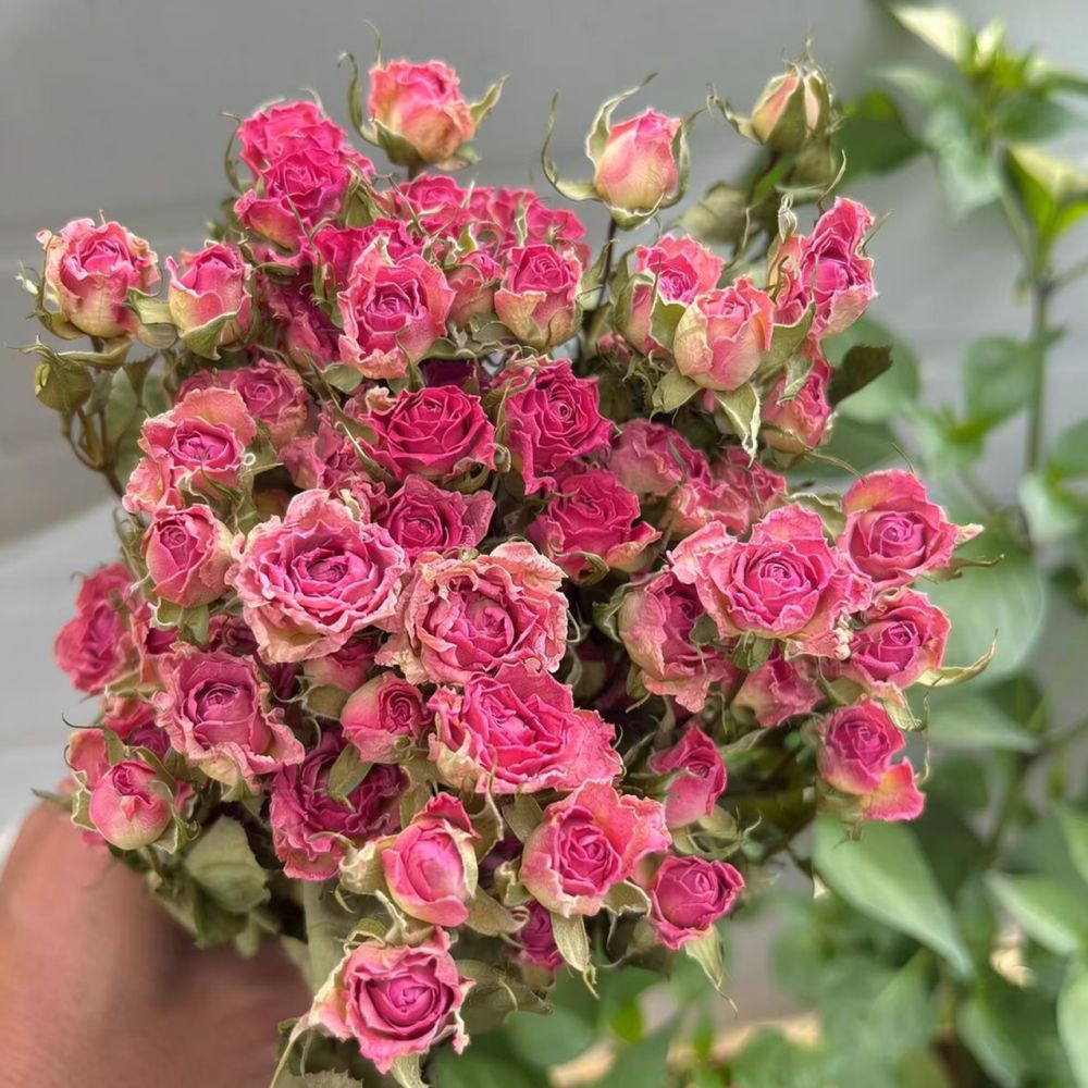 Natural Dried Bubble Rose Flow - Dried Flower Bunch ulasan dan harga