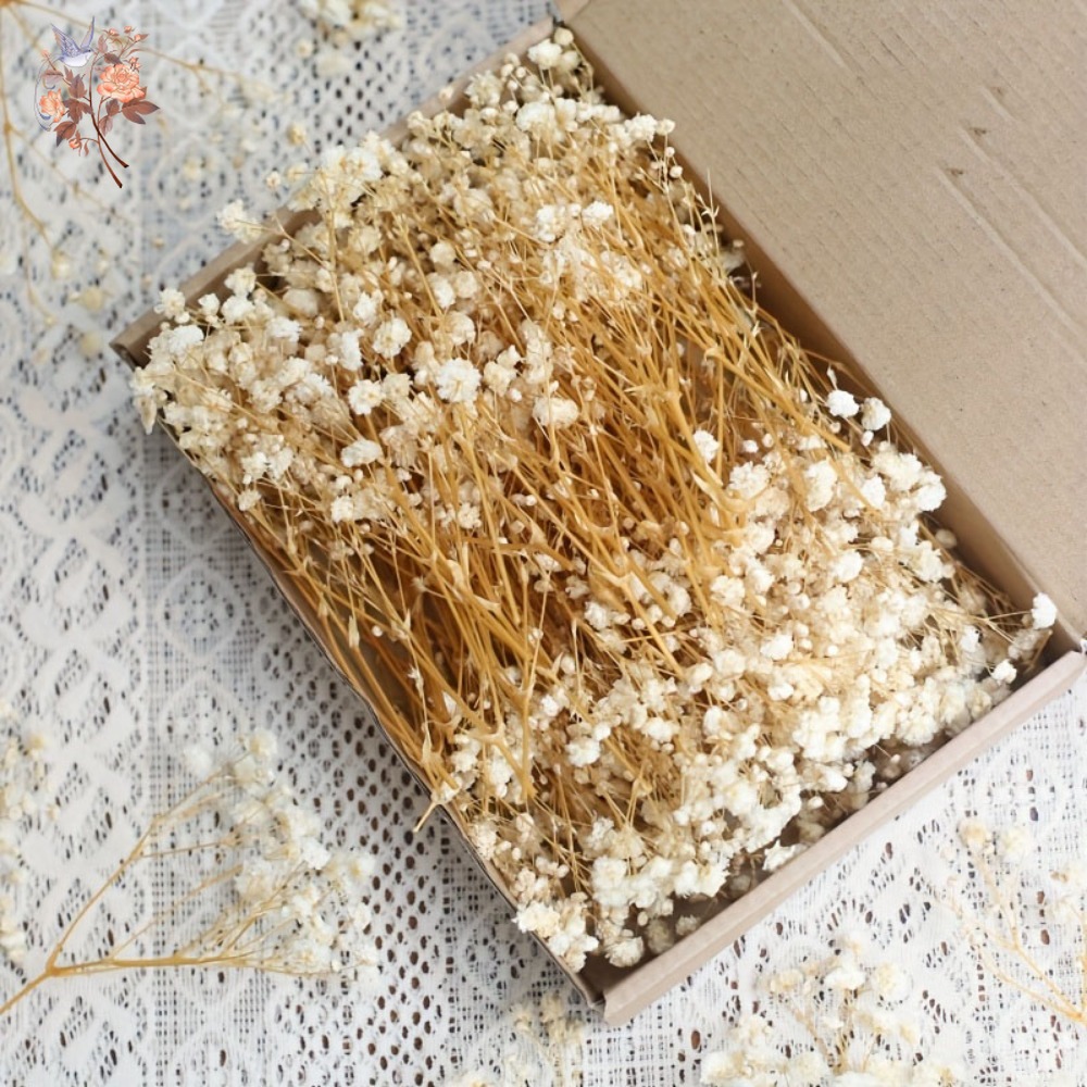 100pcs Mini Dried Baby's Breat - Dried Flower Bunch ulasan dan harga