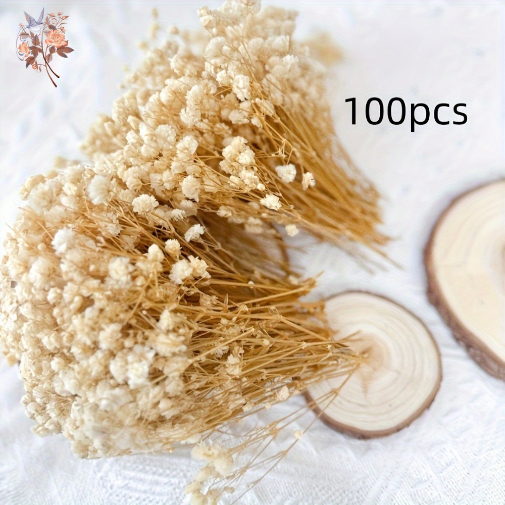 100pcs Mini Dried Baby's Breat - Dried Flower Bunch ulasan dan harga